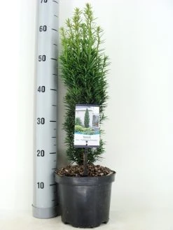 Zuiltaxus (Taxus Baccata 'Fastigiata Robusta') -Groene Wereld taxus baccata fastigiata robusta zomer c3 m 1