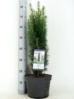 Zuiltaxus (Taxus Baccata 'Fastigiata Robusta') -Groene Wereld taxus baccata fastigiata robusta zomer c5 m 1