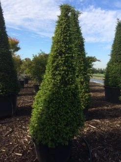 Taxus Als Pyramide (Taxus Baccata) -Groene Wereld taxus egyptische piramides 1