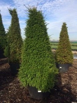 Taxus Als Pyramide (Taxus Baccata) -Groene Wereld taxus egyptische piramides 2
