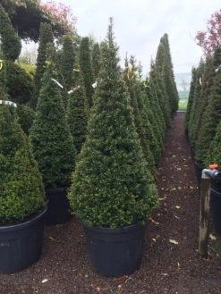 Taxus Als Pyramide (Taxus Baccata) -Groene Wereld taxus kegel 150160cm