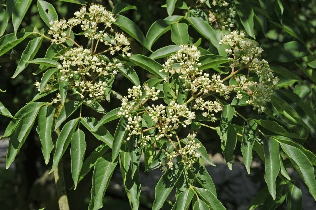 Bijenboom, Struik (Tetradium Daniellii) 4 Bijenboom, Struik (Tetradium Daniellii) - Afbeelding 2