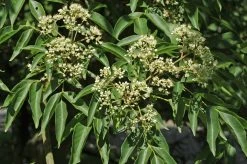 Bijenboom (Tetradium Daniellii)