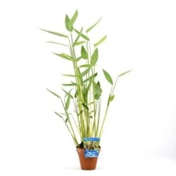 Thalia (Thalia Dealbata) -Groene Wereld thalia