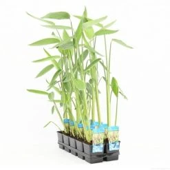 Thalia (Thalia Dealbata) -Groene Wereld thalia dealbata p11 t