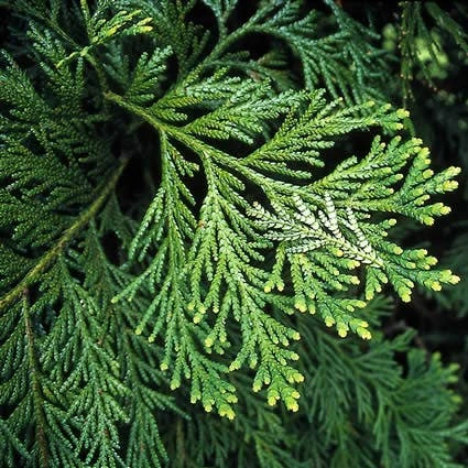 Thujopsis (Thujopsis Dolabrata) 3 Thujopsis (Thujopsis Dolabrata)