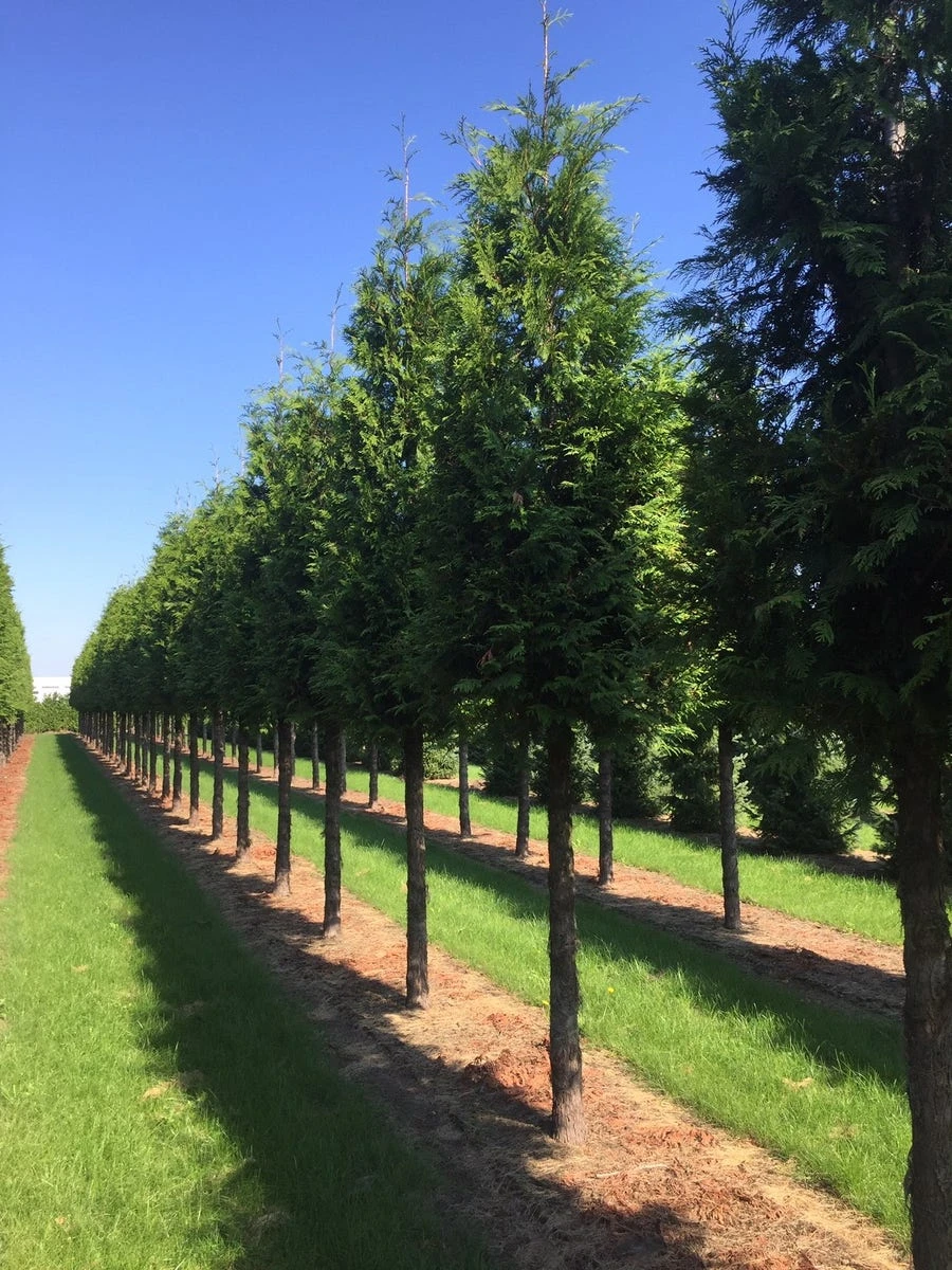 Haagconifeer Op Stam (Thuja Plicata 'Excelsa') 4 Haagconifeer Op Stam (Thuja Plicata 'Excelsa') - Afbeelding 2