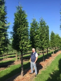 Haagconifeer Op Stam (Thuja Plicata 'Excelsa') -Groene Wereld thuja 3035 2 1