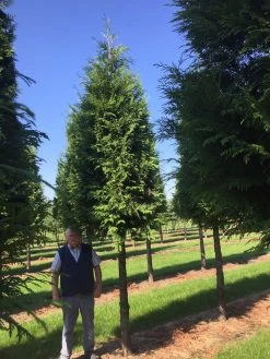 Haagconifeer Op Stam (Thuja Plicata 'Excelsa') -Groene Wereld thuja 3540 1