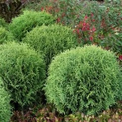 Levensboom (Thuja Occidentalis 'Little Giant') -Groene Wereld thuja occidentalis little giant