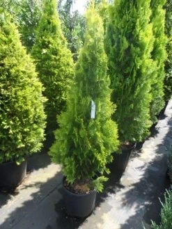 Levensboom (Thuja Orientalis 'Pyramidalis Aurea') -Groene Wereld thuja platycladus orientalis pyramidalis aurea 125 150