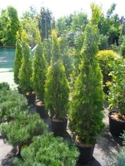 Levensboom (Thuja Orientalis 'Pyramidalis Aurea') -Groene Wereld thuja platycladus orientalis pyramidalis aurea 150 175