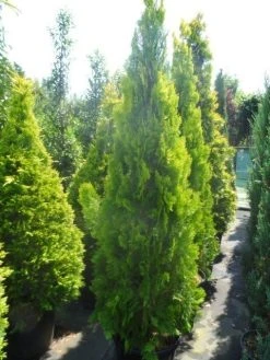 Levensboom (Thuja Orientalis 'Pyramidalis Aurea') -Groene Wereld thuja platycladus orientalis pyramidalis aurea 175 200 250