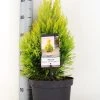 Levensboom (Thuja Plicata '4ever Goldy') -Groene Wereld thuja plicata 4ever goldy c5 m