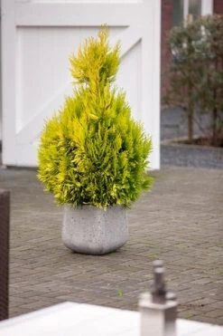 Levensboom (Thuja Plicata '4ever Goldy') 7 Levensboom (Thuja Plicata '4ever Goldy') -Groene Wereld thuja plicata 4ever goldy pbr