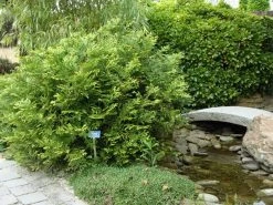 Thujopsis (Thujopsis Dolabrata) 11 Thujopsis (Thujopsis Dolabrata) -Groene Wereld thujopsis dolabrata