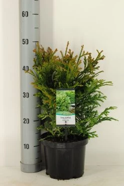Thujopsis (Thujopsis Dolabrata) 10 Thujopsis (Thujopsis Dolabrata) -Groene Wereld thujopsis dolobrata winter c3 m