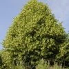 Lindeboom (Tilia Platyphyllos) -Groene Wereld tilia platyphyllos