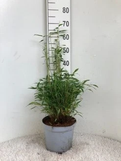 Niet Woekerende Bamboe (Fargesia Murieliae 'Tiny') 6 Niet Woekerende Bamboe (Fargesia Murieliae 'Tiny') -Groene Wereld tiny 23