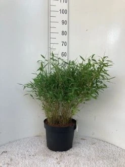 Niet Woekerende Bamboe (Fargesia Murieliae 'Tiny') 7 Niet Woekerende Bamboe (Fargesia Murieliae 'Tiny') -Groene Wereld tiny c10