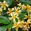 Toscaanse Jasmijn (Trachelospermum Jasminoides 'Star Of Toscane') -Groene Wereld trachelospermum jasm. star of toscane