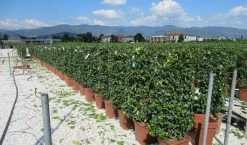 Toscaanse Jasmijn Als Leivorm(Trachelospernum Jasminoides) -Groene Wereld trachelospermum jasminoides 52x110 leivorm 2