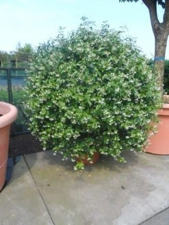 Toscaanse Jasmijn, Bolvorm (Trachelospermum Jasminoides ) -Groene Wereld trachelospermum jasminoides bol 125 150 175 solitair
