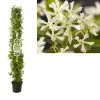 Toscaanse Jasmijn, Cilinder (Trachelospermum Jasminoides ) -Groene Wereld trachelospermum jasminoides fleuraterrazza gigantico 1
