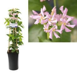 Roze Toscaanse Jasmijn (Trachelospermum 'Pink Air') -Groene Wereld trachelospermum pink air light01 1