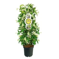 Toscaanse Jasmijn, Cilinder (Trachelospermum Jasminoides ) -Groene Wereld trachelospermum white met etiket 975096 1