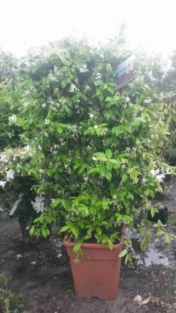 Toscaanse Jasmijn Als Leivorm(Trachelospernum Jasminoides) -Groene Wereld trachelospernum jasm. leivorm 100125 2 1
