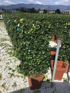 Toscaanse Jasmijn Als Leivorm(Trachelospernum Jasminoides) -Groene Wereld trachelospernum jasminoides 90x50 cm 1