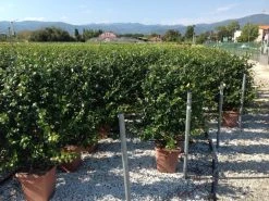 Toscaanse Jasmijn Als Leivorm(Trachelospernum Jasminoides) -Groene Wereld trachelospernum jasminoides lage leivorm