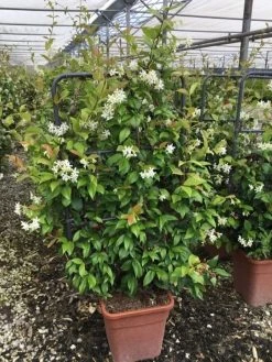 Toscaanse Jasmijn Als Leivorm(Trachelospernum Jasminoides) -Groene Wereld trachelospernum jasminoides lage leivorm met bloem