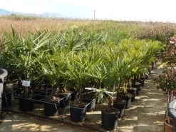 Winterharde Palm Meerstammig (Trachycarpus Fortunei) -Groene Wereld trachycarpus fortunei 4