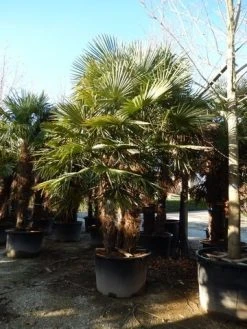 Winterharde Palm Meerstammig (Trachycarpus Fortunei) -Groene Wereld trachycarpus fortunei 3 stammig 2