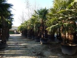 Winterharde Palm Meerstammig (Trachycarpus Fortunei) -Groene Wereld trachycarpus fortunei 3 stammig 2 2