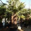 Winterharde Palm Meerstammig (Trachycarpus Fortunei) -Groene Wereld trachycarpus fortunei 3 stammig 4