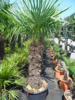 Winterharde Palm (Trachycarpus Fortunei) -Groene Wereld trachycarpus fortunei 80 100stam 1