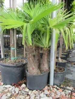 Winterharde Palm Meerstammig (Trachycarpus Fortunei) -Groene Wereld trachycarpus fortunei multistam