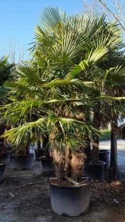 Winterharde Palm Meerstammig (Trachycarpus Fortunei) -Groene Wereld trachycarpus meerstammig 4