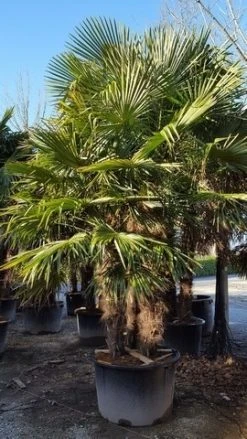 Winterharde Palm Meerstammig (Trachycarpus Fortunei) -Groene Wereld trachycarpus meerstammig 2 1