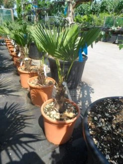 Winterharde Palm (Trachycarpus Wagnerianus) -Groene Wereld trachycarpus wagnerianum 30stam c25 1