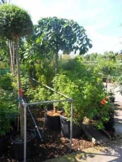 Treuriep (Ulmus Glabra 'Pendula') -Groene Wereld ulmus glabra pendula 14 16 18ho cont