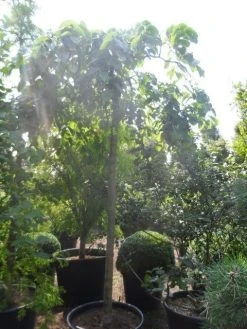 Treuriep (Ulmus Glabra 'Pendula') -Groene Wereld ulmus glabra pendula 20 25ho c160