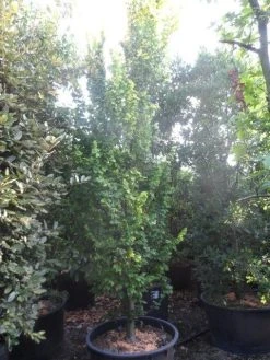 Goudiep (Ulmus Hollandica 'Wredei') -Groene Wereld ulmus hollandica wredei 350 400 450 cont 1