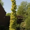 Goudiep (Ulmus Hollandica 'Wredei') -Groene Wereld ulmus x hollandica wredei