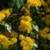 Azara (Azara Microphylla) -Groene Wereld vaem00064