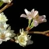 Japanse Sierkers (Prunus Subhirtella 'Autumnalis') -Groene Wereld vaem01169 1