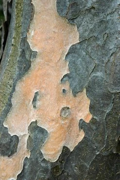 Grote Parrotia (Parrotia Persica) -Groene Wereld vaem01237